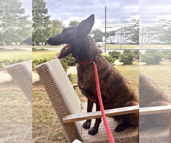 Medium Photo #3  Breeder Profile in COMMERCE, GA, USA