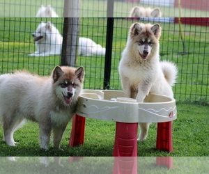 Alaskan Malamute Dog Breeder near DIXON, MO, USA