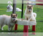 Small Photo #1  Breeder Profile in DIXON, MO, USA