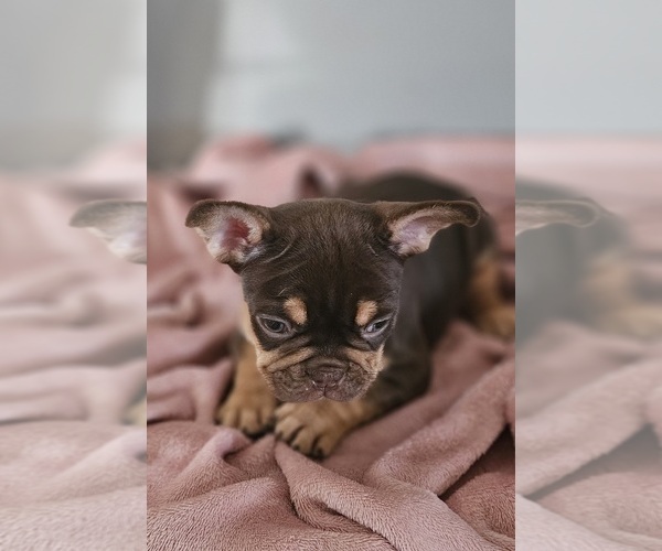 Medium Photo #14  Breeder Profile in DEVINE, TX, USA