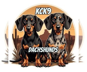 Dachshund Dog Breeder near CHANDLER, AZ, USA