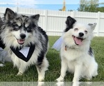 Small #1 Breeder Profile image