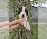 Small Photo #3  Breeder Profile in WALNUT GROVE, MO, USA