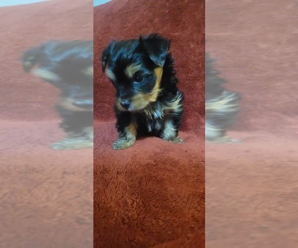 Medium Photo #295  Breeder Profile in AKRON, OH, USA