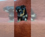 Small #294 Breeder Profile image
