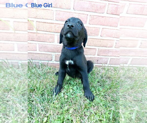 Medium Photo #2  Breeder Profile in CLEARVILLE, PA, USA