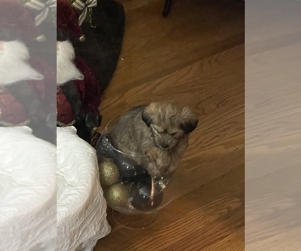 Medium Photo #10  Breeder Profile in UPPR MARLBORO, MD, USA