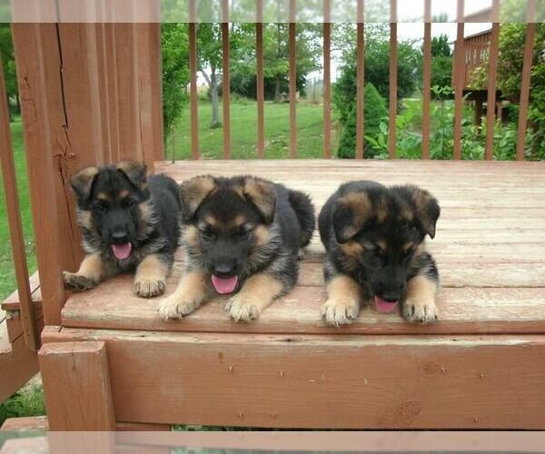 Medium Photo #1  Breeder Profile in MARTINSVILLE, OH, USA