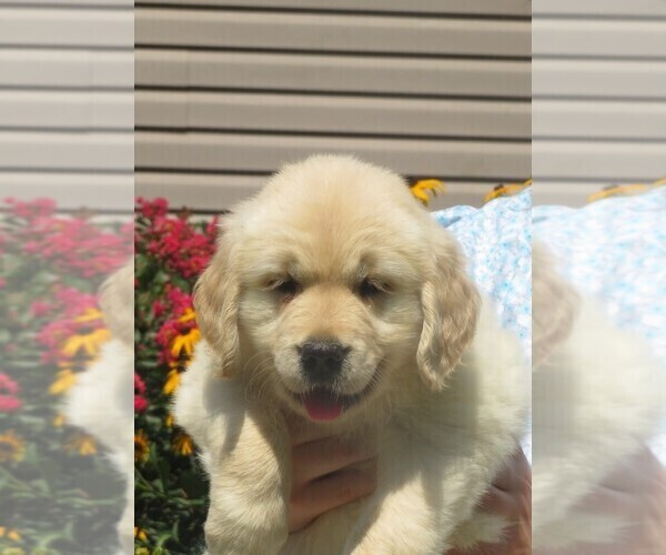 Medium Photo #33  Breeder Profile in MECHANICSVILLE, MD, USA
