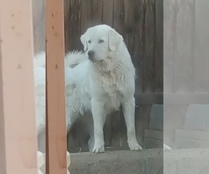 Medium Breeder Profile Photo