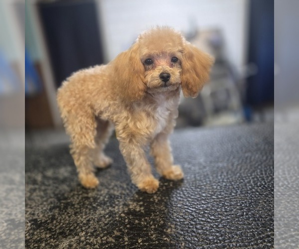 Medium Photo #5  Breeder Profile in ATLANTA, GA, USA