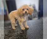 Small #4 Breeder Profile image