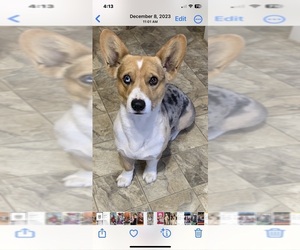 American Corgi Dog Breeder in POST,  USA