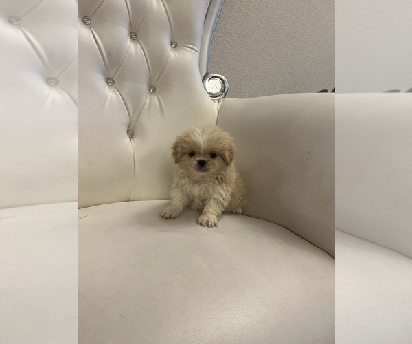Medium Photo #1  Breeder Profile in GARLAND, TX, USA
