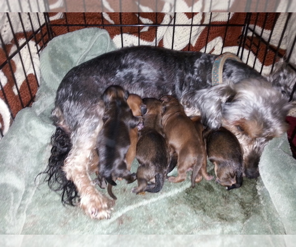 Medium Photo #60  Breeder Profile in NEENAH, WI, USA