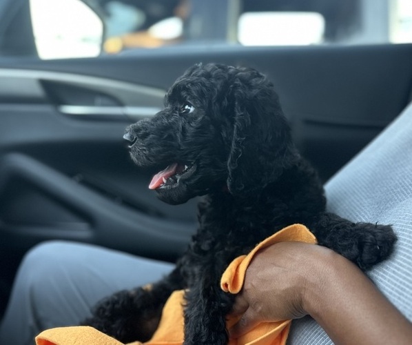 Medium Photo #3  Breeder Profile in JACKSONVILLE, FL, USA