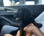 Small #2 Breeder Profile image