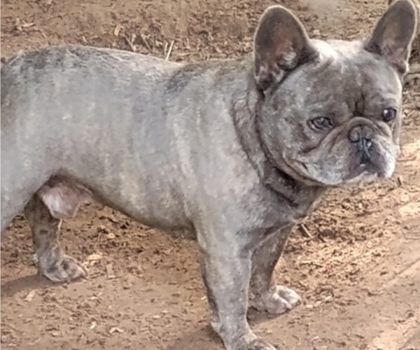 Medium Photo #2  Breeder Profile in NEW WAVERLY, TX, USA