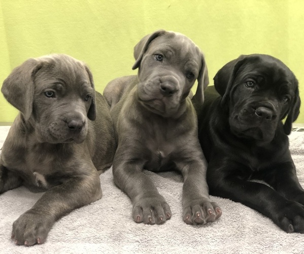 Medium Photo #4  Breeder Profile in DELAWARE, OH, USA