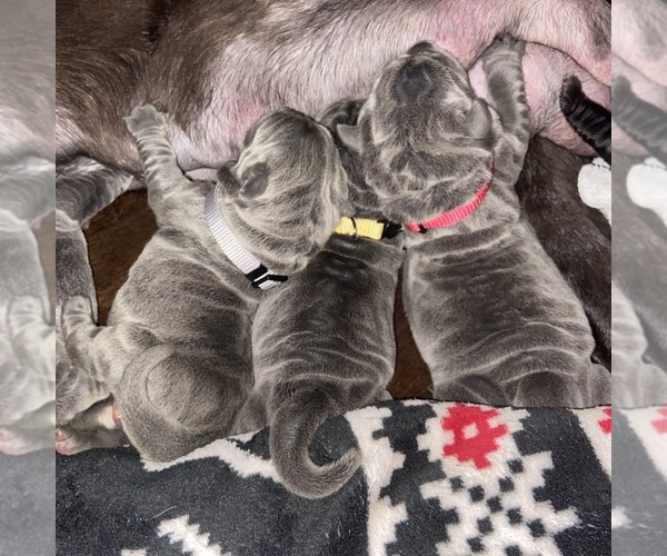 Medium Photo #23  Breeder Profile in SAN MARCOS, TX, USA