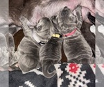 Small #22 Breeder Profile image