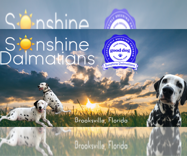 Medium Photo #1  Breeder Profile in BROOKSVILLE, FL, USA
