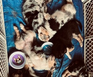 Australian Shepherd Dog Breeder near HILLSDALE, MI, USA