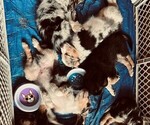 Small breeder photo