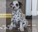 Small #3 Breeder Profile image
