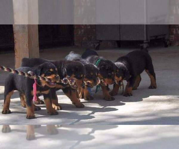 Medium Photo #1  Breeder Profile in PROSPERITY, SC, USA