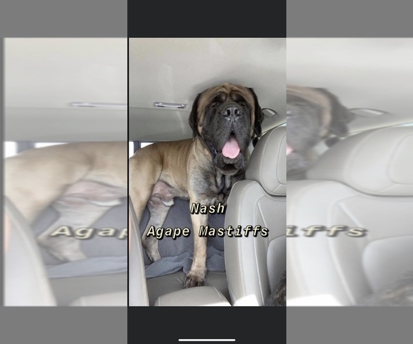 Medium Photo #8  Breeder Profile in MORRISTON, FL, USA