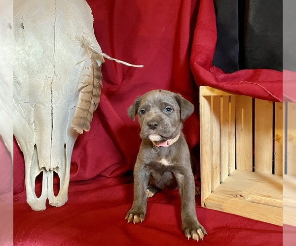 Medium Photo #1  Breeder Profile in LAKE EUFAULA, OK, USA