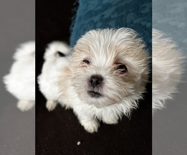 Medium Photo #1  Breeder Profile in CLEVELAND, OH, USA
