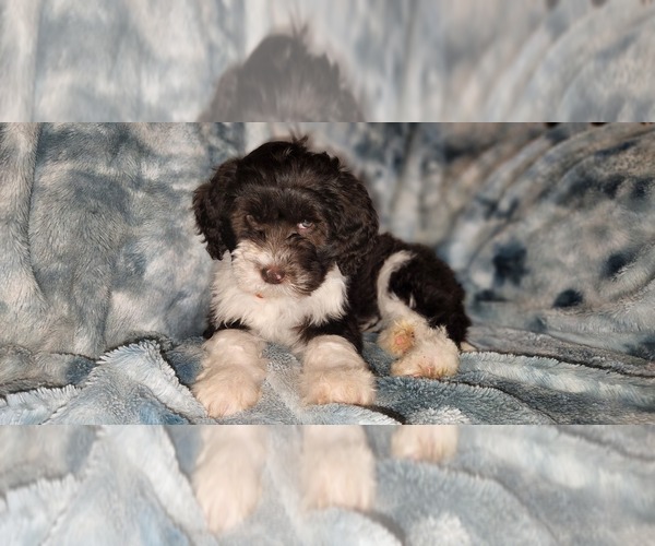 Medium Photo #8  Breeder Profile in ACCOKEEK, MD, USA
