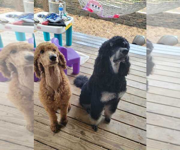 Medium Photo #1  Breeder Profile in SEYMOUR, MO, USA