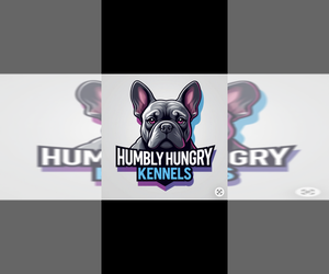 French Bulldog Dog Breeder near PORTSMOUTH, VA, USA