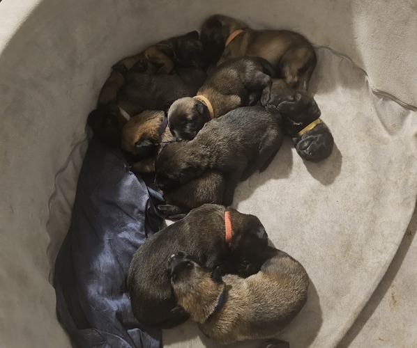 Medium Photo #1  Breeder Profile in SHICKSHINNY, PA, USA