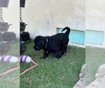 Small #12 Breeder Profile image