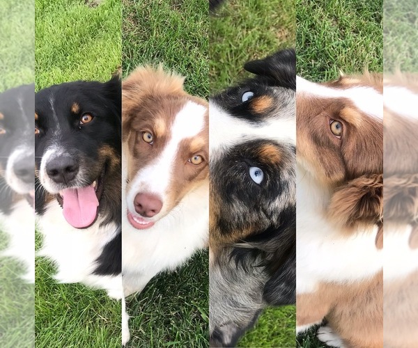 Medium Photo #1  Breeder Profile in MOUNT PULASKI, IL, USA