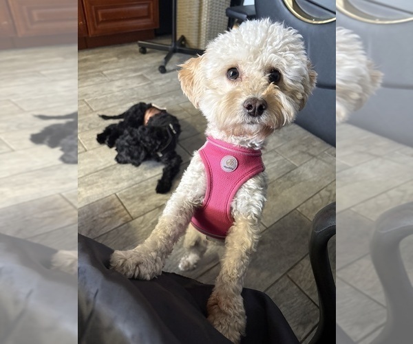 Medium Photo #12  Breeder Profile in BURLINGAME, CA, USA
