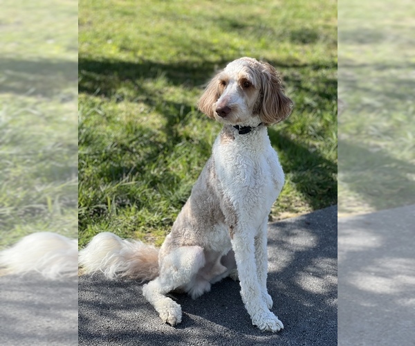 Medium Photo #1  Breeder Profile in BEECHGROVE, TN, USA