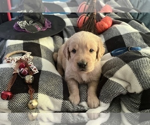 Medium Breeder Profile Photo