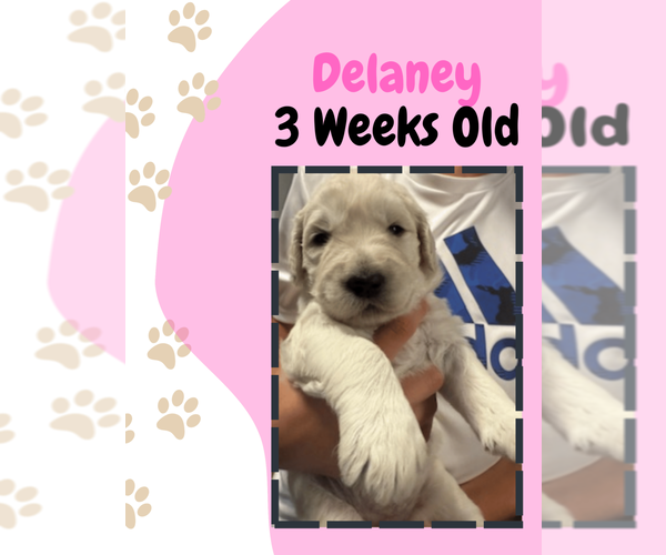 Medium Photo #26  Breeder Profile in ATHENS, TN, USA