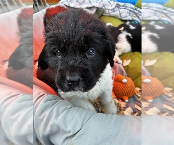 Medium Photo #15  Breeder Profile in SAXTONS RIVER, VT, USA