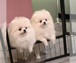Small #1 Breeder Profile image