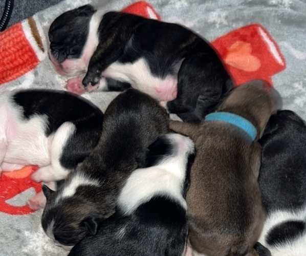 Medium Photo #1  Breeder Profile in LINCOLN, NE, USA
