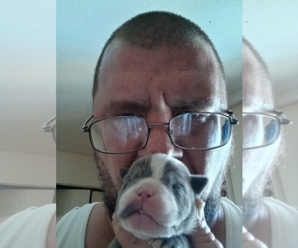 Medium Photo #1  Breeder Profile in COMMERCE CITY, CO, USA