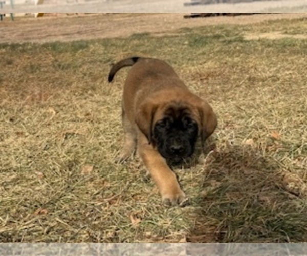 Medium Photo #4  Breeder Profile in KERSEY, CO, USA