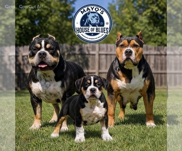 Medium Photo #1  Breeder Profile in FORT MITCHELL, AL, USA