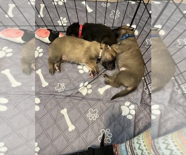 Medium Photo #1  Breeder Profile in HARRISON, AR, USA
